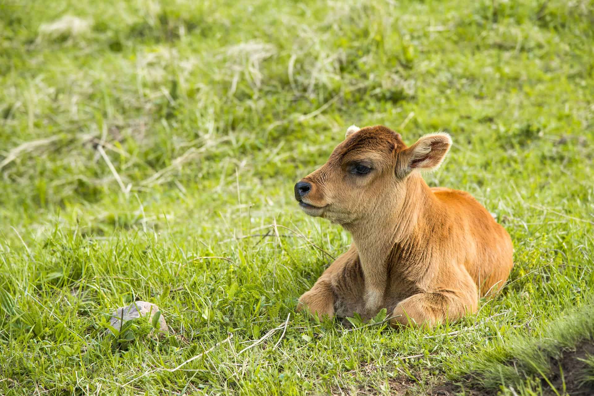 Calf rearing variables - Ngahiwi Farms