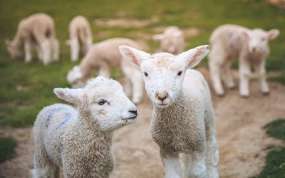 Newborn lamb health