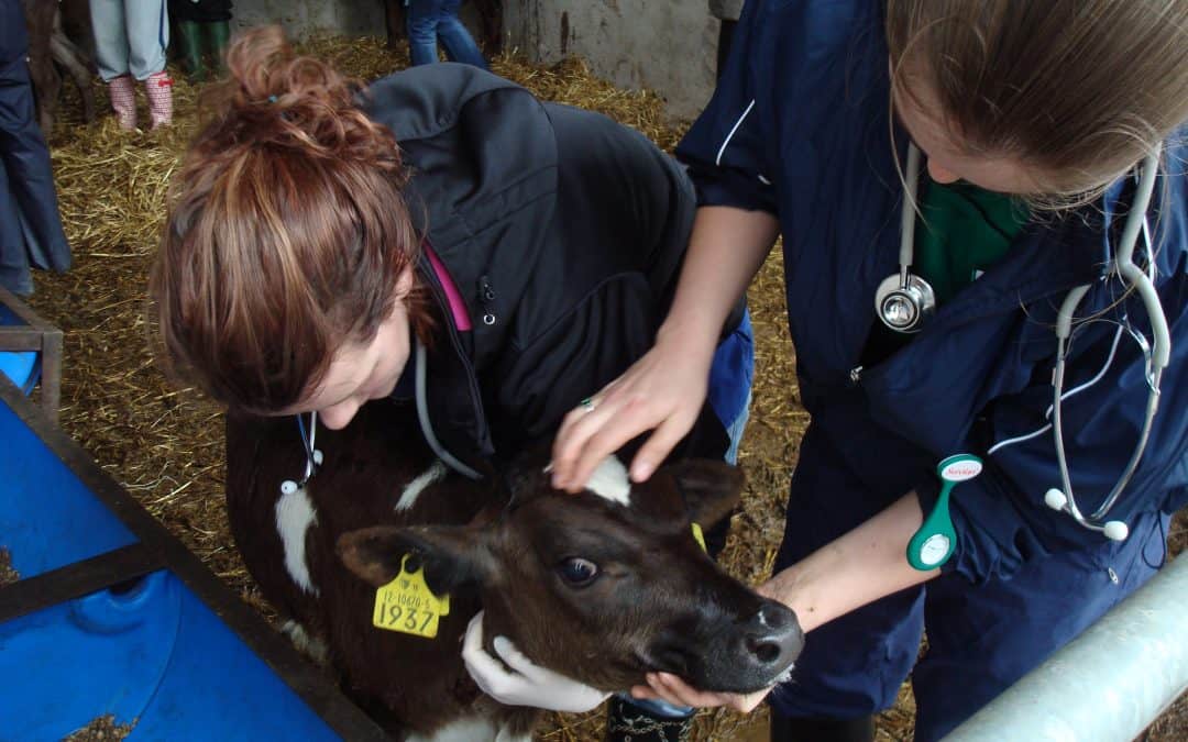 Troubleshooting calf disease and illness