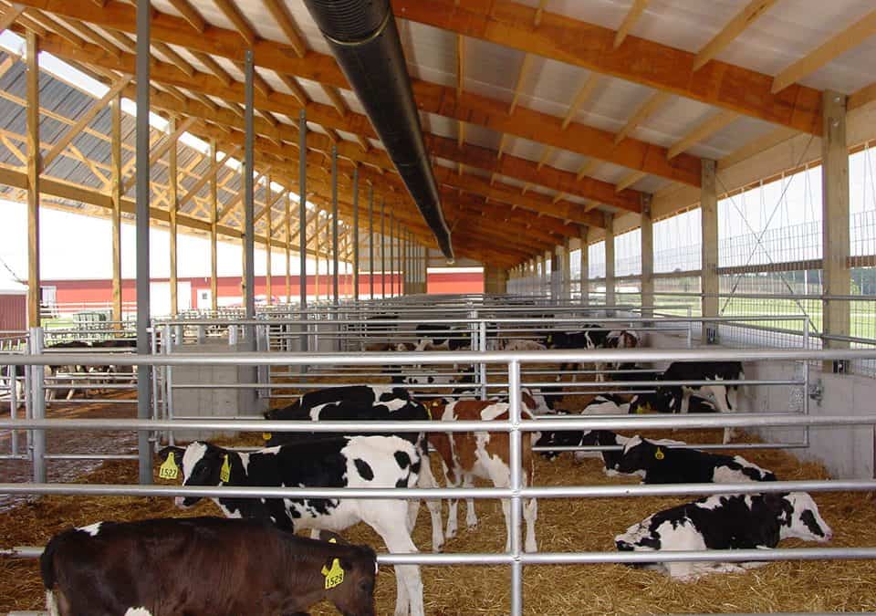 Shelter for the calf