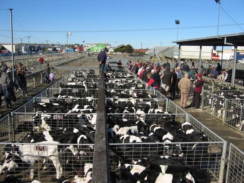 Economics of Calf Rearing