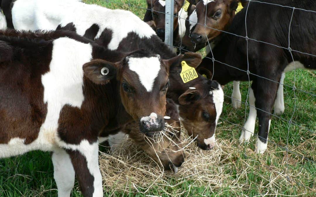 Feeding Regimes
