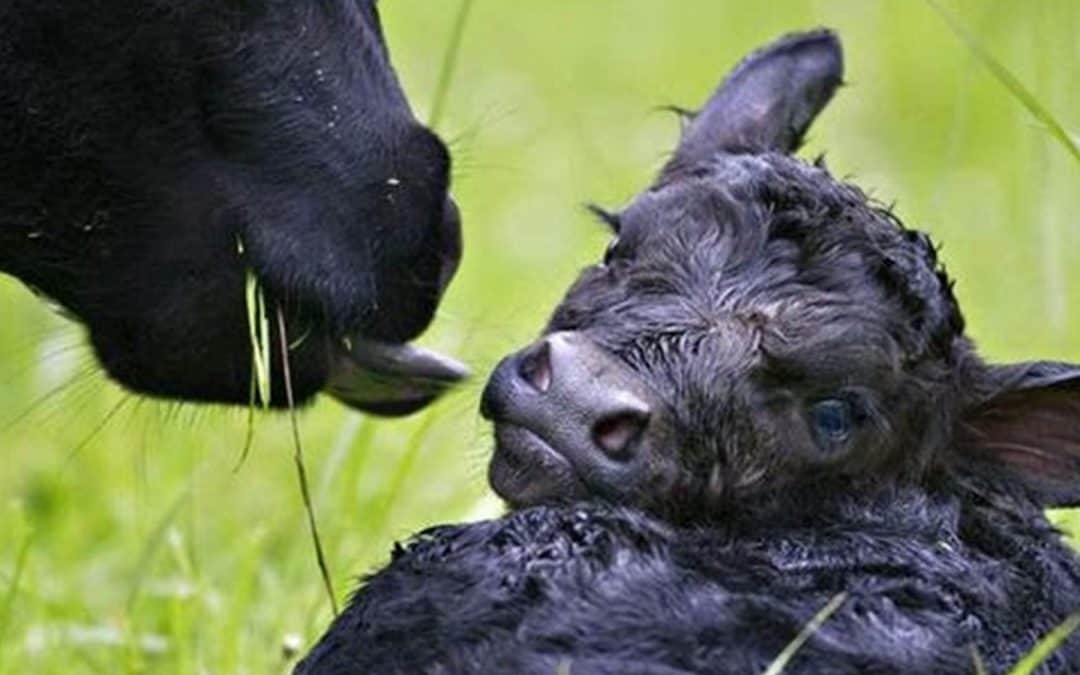 Colostrum – too little too late