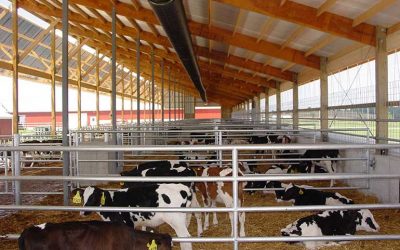 Building the perfect calf shed: a smart New Zealand farmer’s guide
