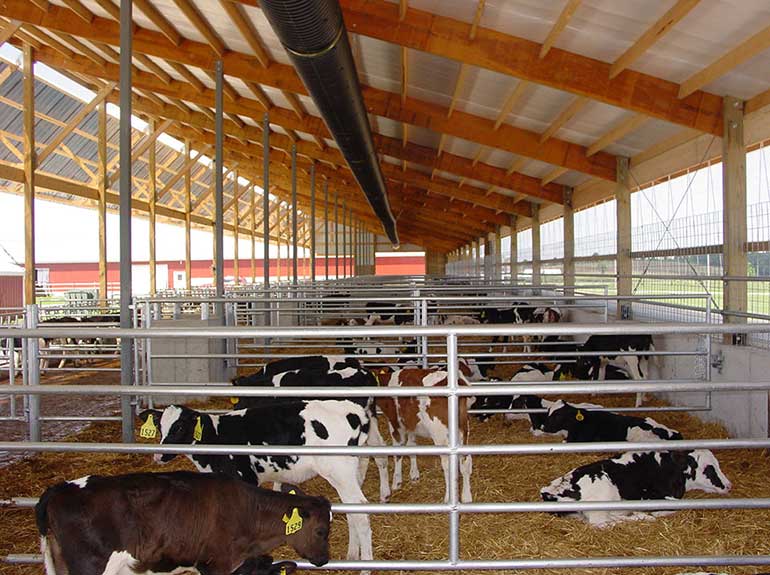 Shelter for the calf - Ngahiwi Farms