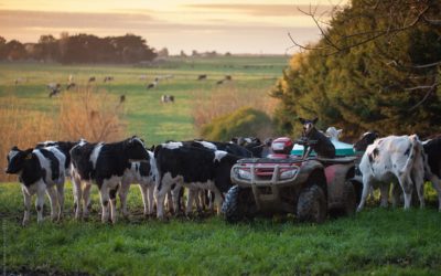 Better genetics, better beef calves: why today’s dairy-beef calves are built to grow