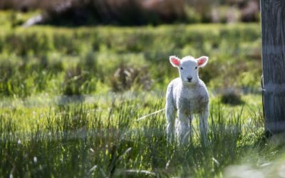 Five tips for successfully feeding newborn lambs