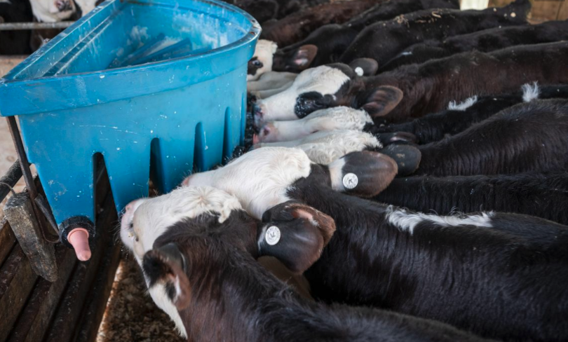 Switching from CMR to Supplementary: To curd or not to curd?